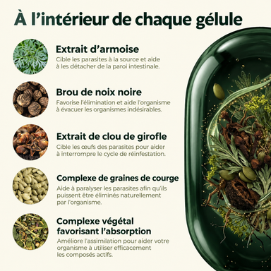 Éliminez les parasites cachés et leurs larves en seulement 14 jours grâce à l’armoise, au noyer noir et au clou de girofle